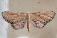 Idaea infirmaria