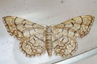 Idaea moniliata