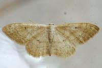 Idaea aversata