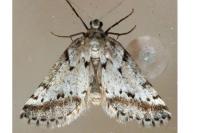 Eumannia oranaria