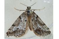 Eumannia oranaria