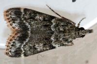 Eudonia mercurella