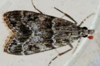 Eudonia mercurella