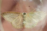 Idaea belemiata helianthemata