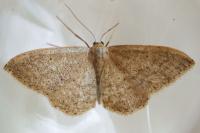 Idaea belemiata helianthemata