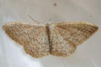 Idaea belemiata helianthemata