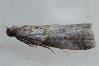 Acrobasis