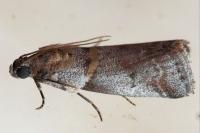 Acrobasis