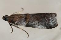 Acrobasis