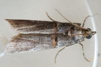 Acrobasis obliqua