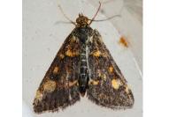 Pyrausta aurata