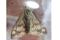 Sitochroa verticalis