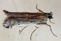 Pempelia