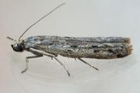 Phycitodes