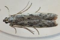 Phycitodes