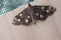 Anania coronata