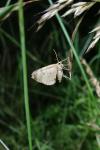 Gandaritis pyraliata