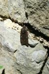 Noctua pronuba