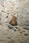 Malacosoma neustria