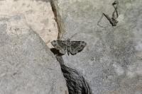 Pasiphila rectangulata