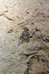 Scoparia ambigualis/basistrigalis