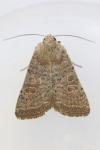 Hoplodrina ambigua
