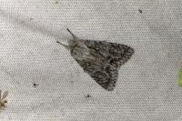 Acronicta aceris