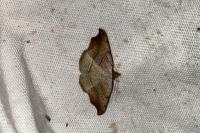 Laspeyria flexula