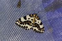 Abraxas grossulariata
