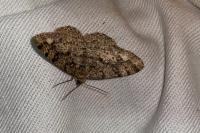 Parectropis similaria