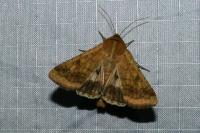 Helicoverpa armigera