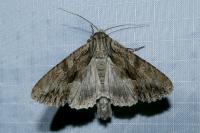 Apamea monoglypha monoglypha