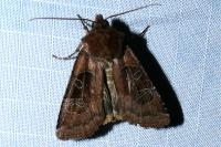 Chersotis cuprea