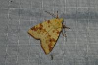 Cirrhia icteritia