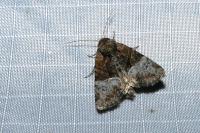 Mesoligia furuncula