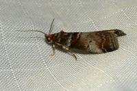 Acrobasis advenella