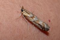 Ancylosis cinnamomella