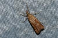 Synaphe punctalis