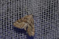 Parapoynx stratiotata