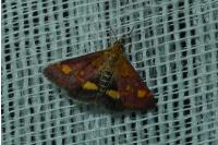 Pyrausta aurata