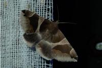 Dysgonia algira