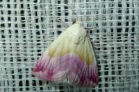 Eublemma purpurina