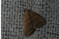 Herminia grisealis