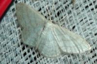 Idaea subsericeata