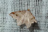 Macaria alternata