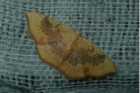 Cyclophora lennigiaria