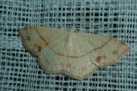 Cyclophora punctaria