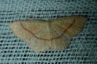 Cyclophora quercimontaria