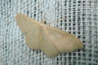 Idaea straminata