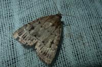 Amphipyra pyramidea/Amphipyra berbera